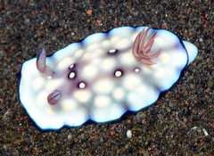 Goniobranchus hintuanensis