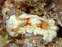 Goniobranchus hintuanensis