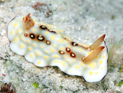 Goniobranchus hintuanensis