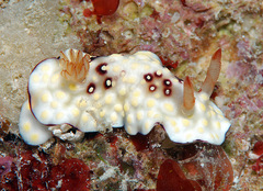 Goniobranchus hintuanensis