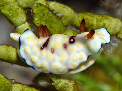 Goniobranchus hintuanensis