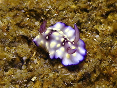 Goniobranchus hintuanensis