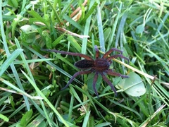 Dolomedes plantarius