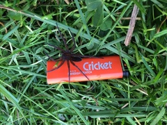 Dolomedes plantarius