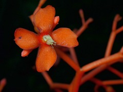 Jatropha podagrica