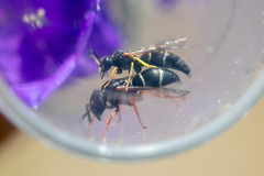 Stenodynerus jurinei