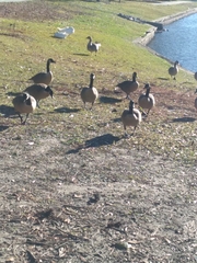 Branta canadensis