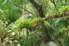 Vriesea philippocoburgi