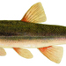 Longnose Dace - Photo (c) NYS DEC, some rights reserved (CC BY-NC-ND)