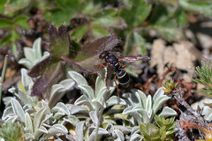 Stenodynerus jurinei