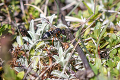 Stenodynerus jurinei