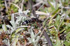 Stenodynerus jurinei