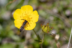 Stenodynerus jurinei