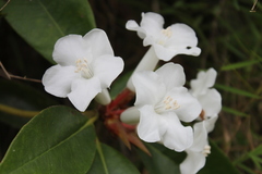 Rhododendron torajaense