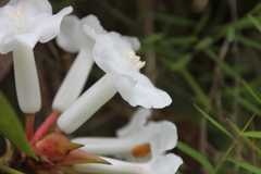 Rhododendron torajaense