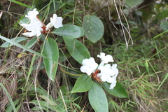 Rhododendron torajaense