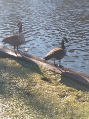 Branta canadensis