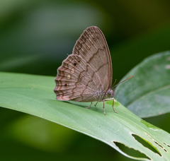 Paryphthimoides grimon