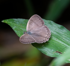 Paryphthimoides grimon