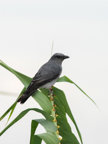 Malayan Cuckooshrike (Coracina larutensis), photo 10