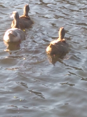 Anas platyrhynchos domesticus