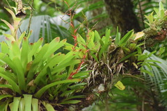 Vriesea philippocoburgi