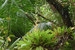 Vriesea philippocoburgi