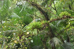 Vriesea philippocoburgi