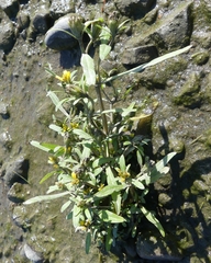 Bidens hyperborea