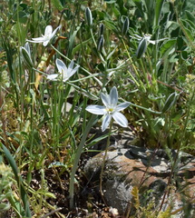 Ornithogalum navaschinii