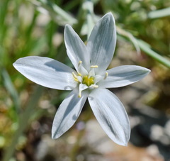 Ornithogalum navaschinii