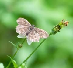 Staphylus ascalon