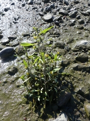 Bidens hyperborea