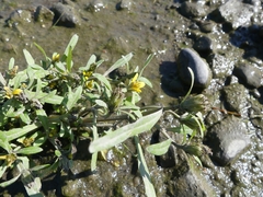 Bidens hyperborea