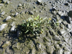 Bidens hyperborea