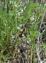 Vicia ervilia