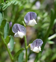 Vicia ervilia