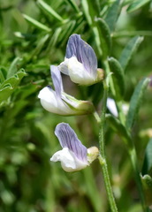 Vicia ervilia