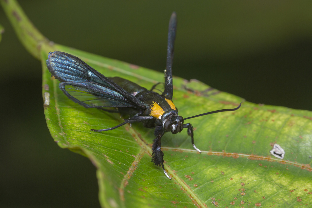 Pseudosesia cambodialis