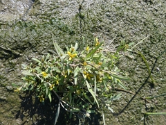 Bidens hyperborea