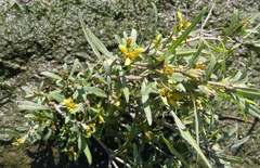 Bidens hyperborea