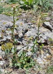 Rumex tuberosus