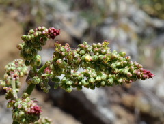 Rumex tuberosus
