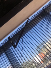 Phasmomantis sumichrasti