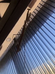 Phasmomantis sumichrasti