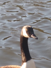 Branta canadensis