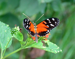 Heliconius ismenius
