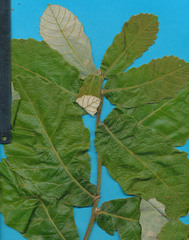 Quercus peduncularis