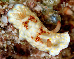 Goniobranchus hintuanensis