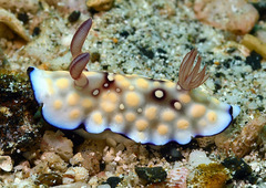 Goniobranchus hintuanensis
